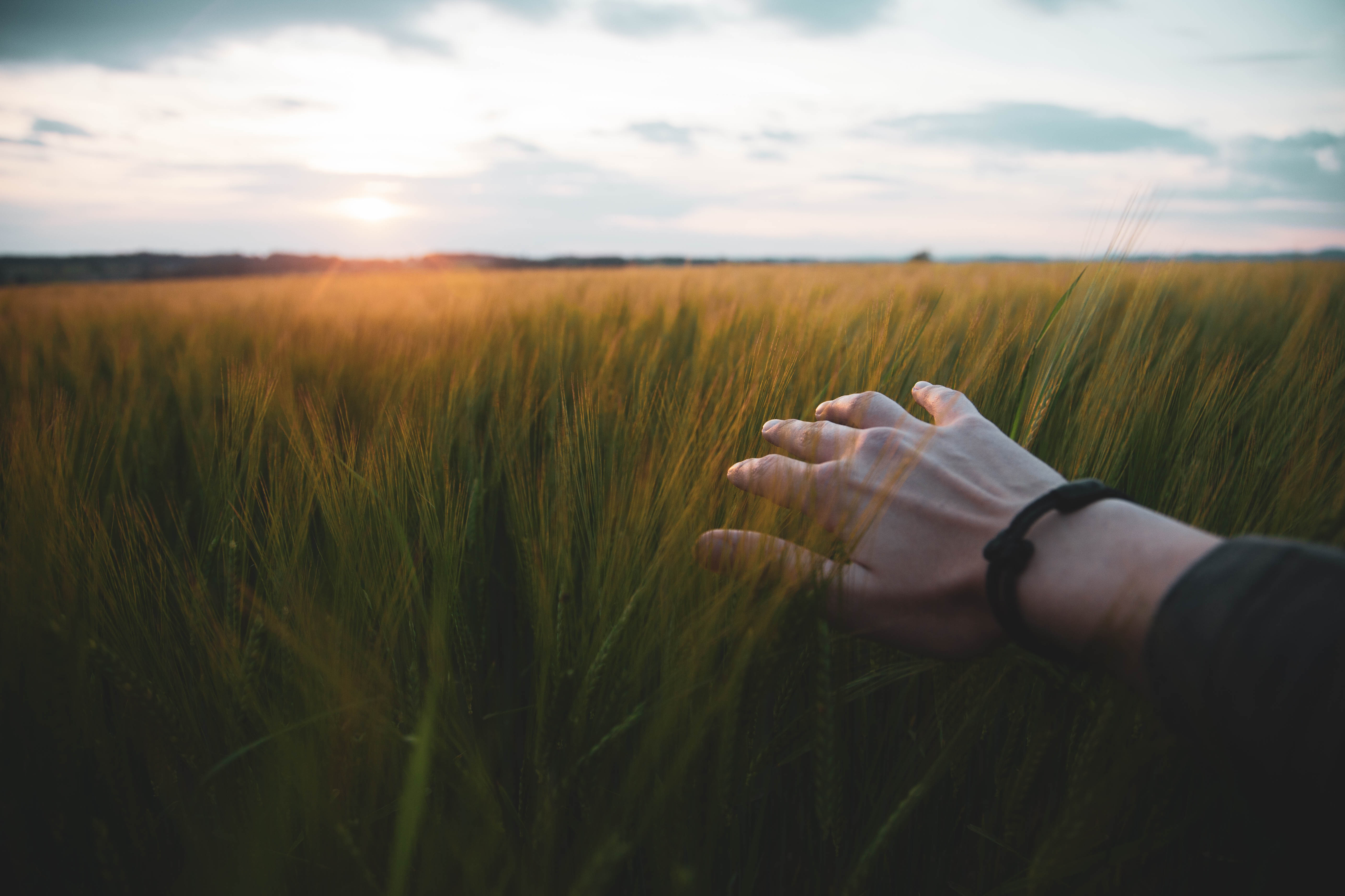Wheat